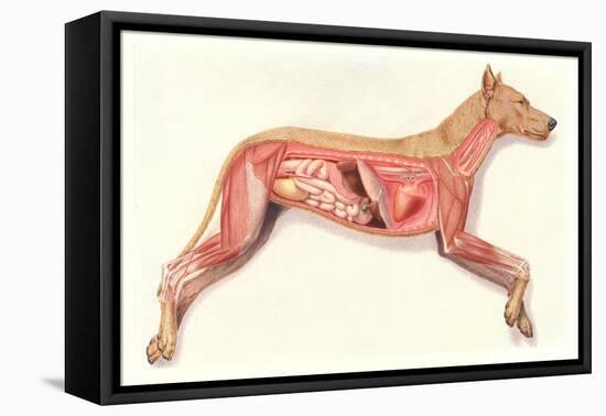 Inside a Dog-null-Framed Stretched Canvas
