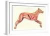 Inside a Dog-null-Framed Art Print