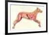 Inside a Dog-null-Framed Art Print