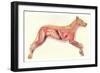 Inside a Dog-null-Framed Premium Giclee Print