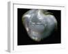 Inside of a pearl oyster-Werner Forman-Framed Giclee Print