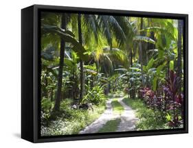 Inside of Parque Tayrona, Playa De Los Angeles and the Adjoining Rain Forest, Taganga, Colombia-Micah Wright-Framed Stretched Canvas