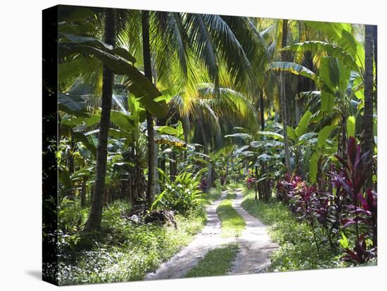 Inside of Parque Tayrona, Playa De Los Angeles and the Adjoining Rain Forest, Taganga, Colombia-Micah Wright-Stretched Canvas