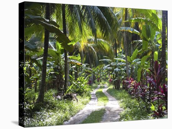 Inside of Parque Tayrona, Playa De Los Angeles and the Adjoining Rain Forest, Taganga, Colombia-Micah Wright-Stretched Canvas