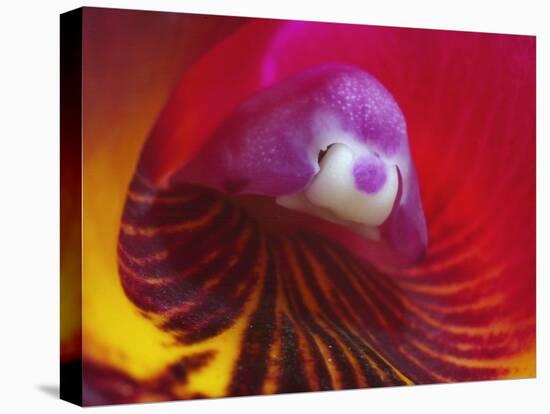 Inside of the Orchid Catleya-Triana-null-Stretched Canvas