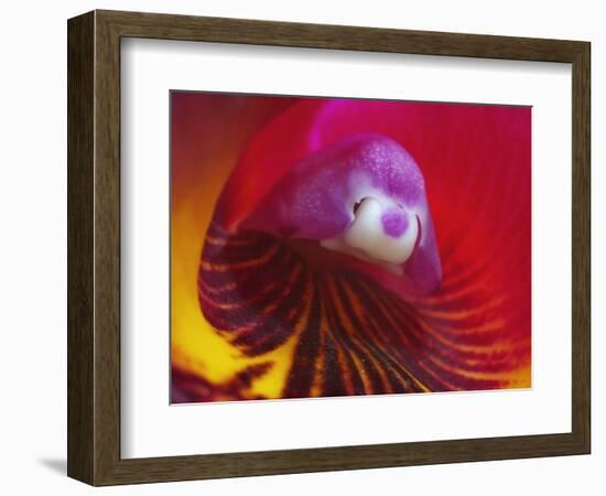 Inside of the Orchid Catleya-Triana-null-Framed Photographic Print