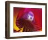 Inside of the Orchid Catleya-Triana-null-Framed Photographic Print