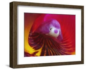 Inside of the Orchid Catleya-Triana-null-Framed Photographic Print