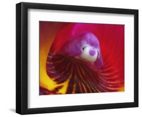 Inside of the Orchid Catleya-Triana-null-Framed Photographic Print