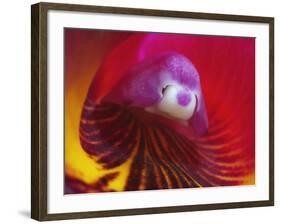 Inside of the Orchid Catleya-Triana-null-Framed Photographic Print