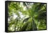 Inside Rainforest, Selva Verde, Costa Rica-Rob Sheppard-Framed Stretched Canvas