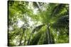Inside Rainforest, Selva Verde, Costa Rica-Rob Sheppard-Stretched Canvas