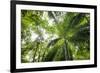 Inside Rainforest, Selva Verde, Costa Rica-Rob Sheppard-Framed Photographic Print