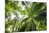 Inside Rainforest, Selva Verde, Costa Rica-Rob Sheppard-Mounted Photographic Print