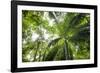 Inside Rainforest, Selva Verde, Costa Rica-Rob Sheppard-Framed Photographic Print