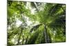 Inside Rainforest, Selva Verde, Costa Rica-Rob Sheppard-Mounted Photographic Print