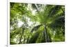 Inside Rainforest, Selva Verde, Costa Rica-Rob Sheppard-Framed Photographic Print