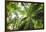 Inside Rainforest, Selva Verde, Costa Rica-Rob Sheppard-Framed Photographic Print