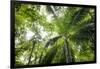 Inside Rainforest, Selva Verde, Costa Rica-Rob Sheppard-Framed Photographic Print