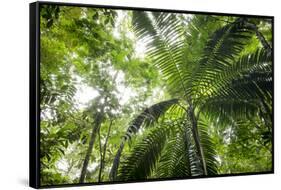 Inside Rainforest, Selva Verde, Costa Rica-Rob Sheppard-Framed Stretched Canvas