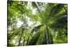 Inside Rainforest, Selva Verde, Costa Rica-Rob Sheppard-Stretched Canvas