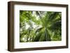 Inside Rainforest, Selva Verde, Costa Rica-Rob Sheppard-Framed Photographic Print