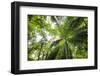 Inside Rainforest, Selva Verde, Costa Rica-Rob Sheppard-Framed Photographic Print