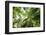 Inside Rainforest, Selva Verde, Costa Rica-Rob Sheppard-Framed Photographic Print