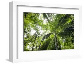 Inside Rainforest, Selva Verde, Costa Rica-Rob Sheppard-Framed Photographic Print