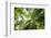 Inside Rainforest, Selva Verde, Costa Rica-Rob Sheppard-Framed Photographic Print