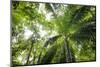 Inside Rainforest, Selva Verde, Costa Rica-Rob Sheppard-Mounted Photographic Print