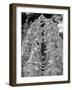 Inside Temple Garden-NaxArt-Framed Art Print