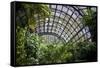 Inside the Botanical Building in Balboa Park in San Diego, California.  inside are over 350 Species-pdb1-Framed Stretched Canvas