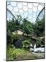 Inside the Humid Tropics Biome, Eden Project, Cornwall-Peter Thompson-Mounted Photographic Print