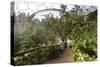 Inside the Humid Tropics Biome, Eden Project, Near St Austell, Cornwall-Peter Thompson-Stretched Canvas