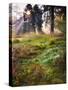 Inspirational Dawn Sun Burst through Trees in Forest Autumn Fall-Veneratio-Stretched Canvas