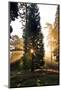 Inspirational Dawn Sun Burst through Trees in Forest Autumn Fall-Veneratio-Mounted Photographic Print