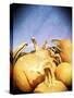 Instagram Filtered Image of a Pile of Pumpkins-pablo guzman-Stretched Canvas