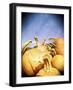 Instagram Filtered Image of a Pile of Pumpkins-pablo guzman-Framed Photographic Print