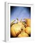 Instagram Filtered Image of a Pile of Pumpkins-pablo guzman-Framed Photographic Print