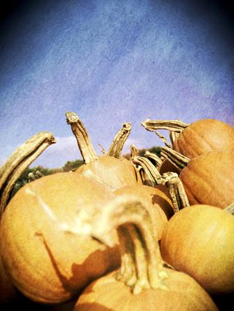 Instagram Filtered Image Of A Pile Of Pumpkins Photographic Print Pablo Guzman Allposters Com
