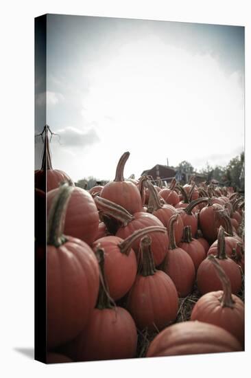 Instagram Filtered Style of Pumpkins Ready for Picking on a Farm-pablo guzman-Stretched Canvas