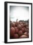 Instagram Filtered Style of Pumpkins Ready for Picking on a Farm-pablo guzman-Framed Photographic Print