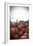 Instagram Filtered Style of Pumpkins Ready for Picking on a Farm-pablo guzman-Framed Photographic Print