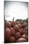 Instagram Filtered Style of Pumpkins Ready for Picking on a Farm-pablo guzman-Mounted Photographic Print