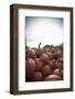 Instagram Filtered Style of Pumpkins Ready for Picking on a Farm-pablo guzman-Framed Photographic Print