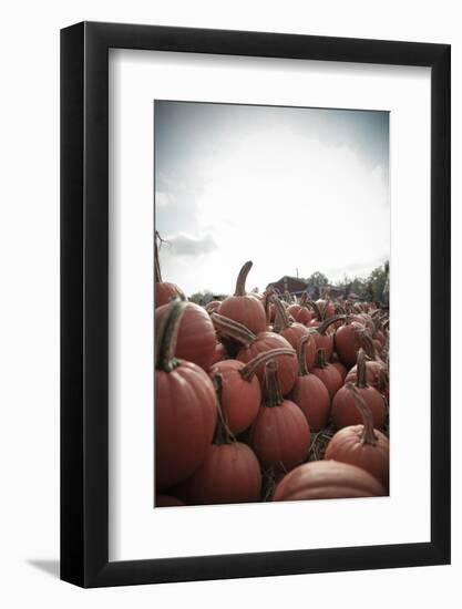 Instagram Filtered Style of Pumpkins Ready for Picking on a Farm-pablo guzman-Framed Photographic Print