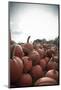 Instagram Filtered Style of Pumpkins Ready for Picking on a Farm-pablo guzman-Mounted Photographic Print