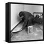 Installing a Damp Proof Course in a House in Goldthorpe, South Yorkshire, 1957-Michael Walters-Framed Stretched Canvas