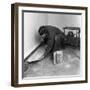 Installing a Damp Proof Course in a House in Goldthorpe, South Yorkshire, 1957-Michael Walters-Framed Photographic Print